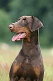 DOBERMANN 251